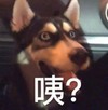 萌宠 汪星人 咦 好奇 呆萌 可爱