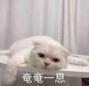萌宠 猫星人 奄奄一息 没劲了 呆萌 可爱