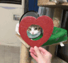 猫咪 心形 可爱 嫌弃