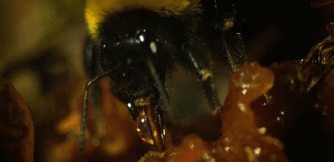 吮食 昆虫 神话的森林 纪录片 蜂蜜 蜜蜂