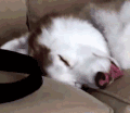 狗狗 睡得可真香 吐舌头