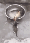 猫咪 鲫鱼 想吃 拖走