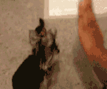 猫咪跟主人玩拍手 表情 表情包