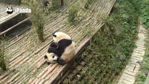 大熊猫 蠢 坠崖 事故