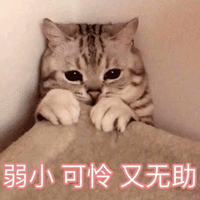 萌宠 猫 猫咪 喵星人 弱小 可怜 无助