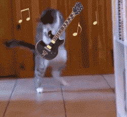 萌宠 猫咪 音乐小天后 弹琴