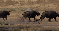 动物 捕猎 掠食动物战场 水牛 纪录片 跑 逃 非洲豺犬
