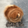 疯狂摇头 狗