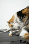 宠物 生活 猫咪 氾濫 萌 冬日 好奇心 gif