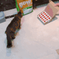 猫咪 喵星人 草莓 搞笑 惊吓 可爱