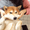 可爱 搞笑 主人 小狗