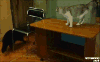 猫咪 看戏 小浣熊 萌萌的