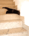 猫咪 楼梯 黑色 尾巴
