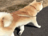 萌宠 狗 汪星人 柴犬