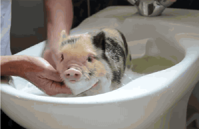 小猪 洗澡 安静 乖