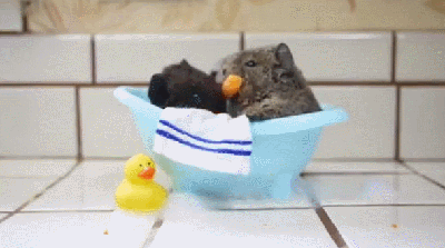 小动物 仓鼠 洗澡 吃萝卜