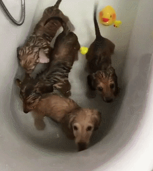 狗狗 洗澡 浴缸 塑料鸭子