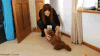 贵宾犬 poodle 小狗 懒惰