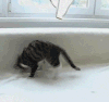 喵星人 恶搞 猫咪 可爱 萌宠