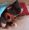 猫 cat 萌 泰迪 玩具