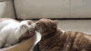 猫咪 可爱 毛茸茸 喵星人