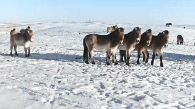 古尔班通古特沙漠 新疆 纪录片 航拍中国 野驴 雪地
