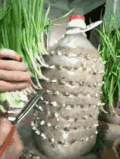 蒜苗 绝招 省事 干净