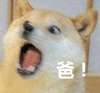 小狗狗 汪星人 爸 搞笑 大叫 斗图