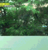 RUNNINGMAN