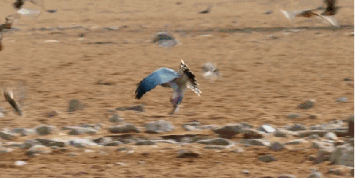 地球脉动 惊险 挣脱 捕食 纪录片 鸟