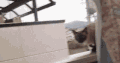 猫 喵星人 搞笑 萌宠 布偶猫