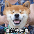 柴犬 狗 痛并快乐着