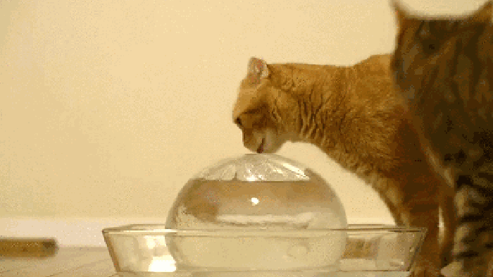 猫咪 鱼缸 伸手 喝水