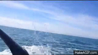 鲸鱼 拍打 尾巴 出海