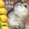 萌宠 喵星人 柠檬精 我不吃柠檬 可爱 憨憨