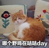 萌宠 猫星人 那个野鸡在咕咕 生气 呆萌 可爱