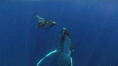海底世界 虎鲸 可爱 游泳 萌萌哒