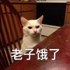 萌宠 猫星人 我饿了 饥饿 呆萌 可爱