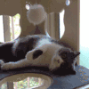 猫咪 玩耍 可爱