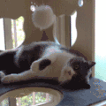 猫咪 玩耍 可爱