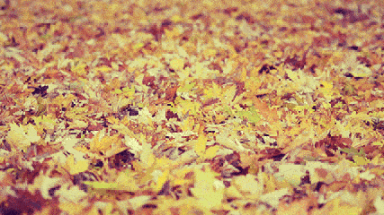 落叶 黄叶 秋天