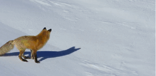 地球脉动 挣扎 捕食 有趣 狐狸 纪录片 跳