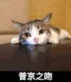 普京之吻 猫咪 趴桌子 可爱 转眼珠