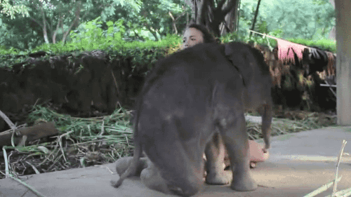 大象 elephant 可爱 撒娇