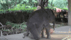 大象 elephant 可爱 撒娇