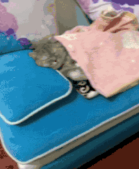 沙发 猫咪 抱枕 躺着