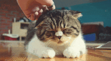 小猫咪 趴着 挠痒痒 享受