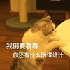 萌宠 猫星人 我到要看看 你还有什么阴谋诡计 出招吧 呆萌 可爱