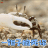 螃蟹 一钳子拍死你 生气 soogif soogif出品