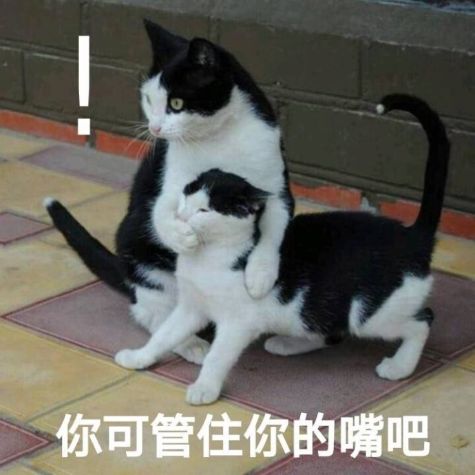 猫咪 喵星人 你可管住你的嘴吧 可爱 斗图